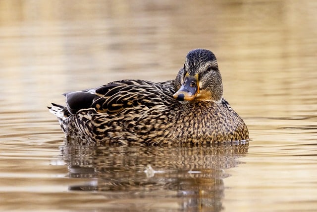 Wildlife duck