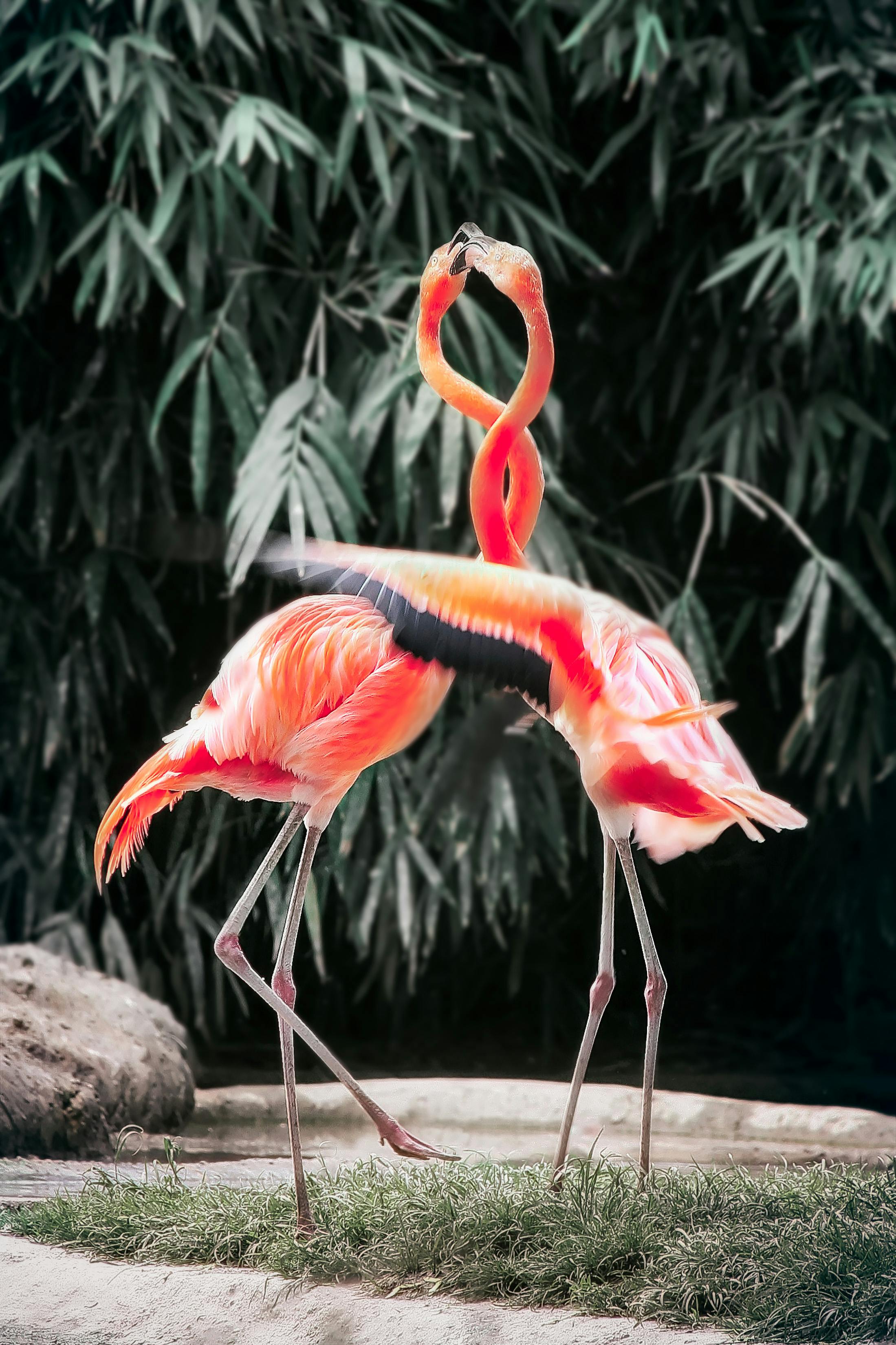 Wildlife flamingos